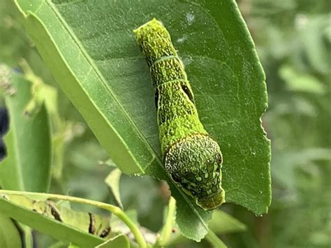 桃樹葉|桃樹｜亞泥生態園區官方網站植物生態－花蓮生態復